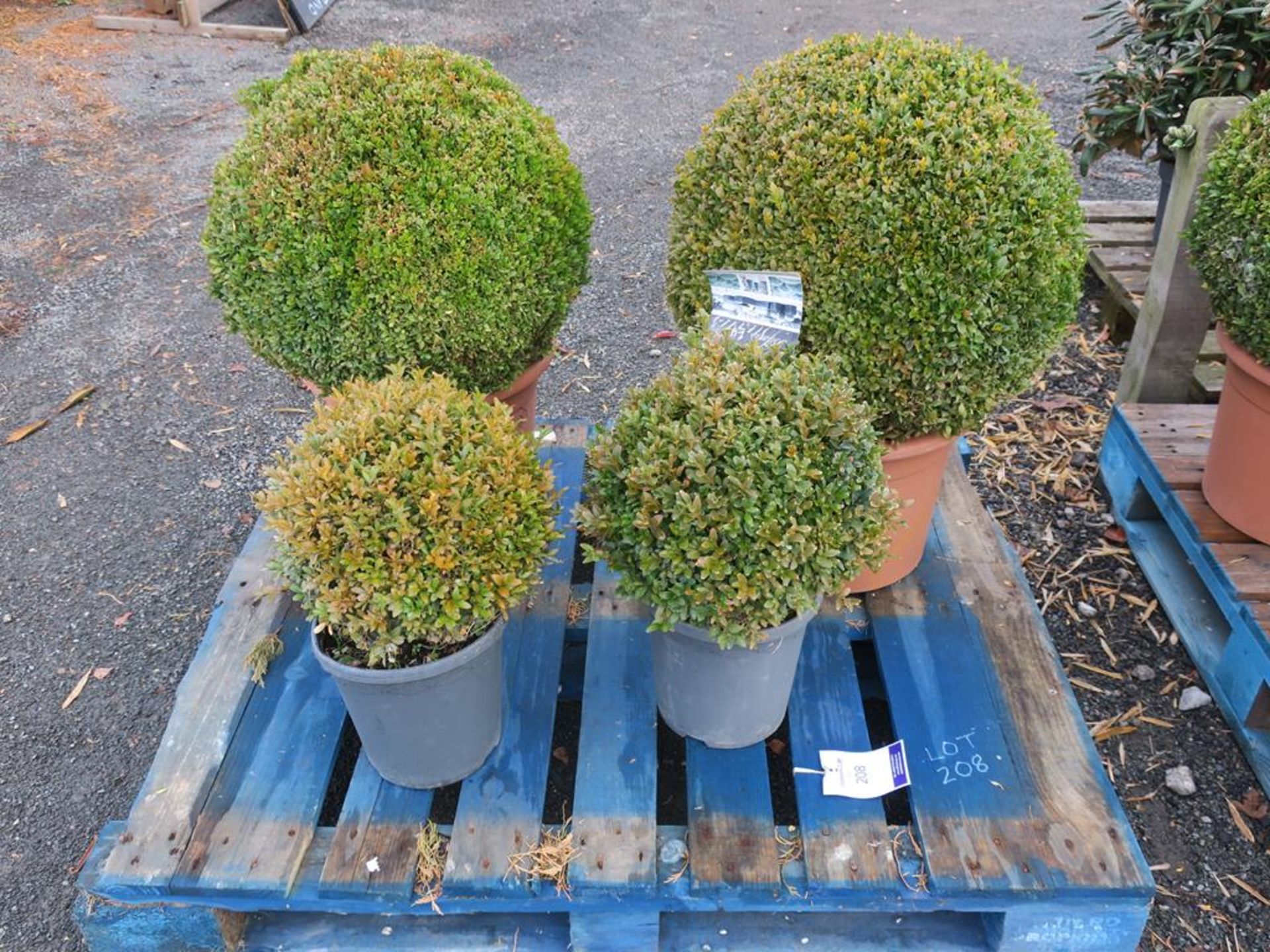 * Four Buxus Sempiverens in pots (largest H 74cm including pot)