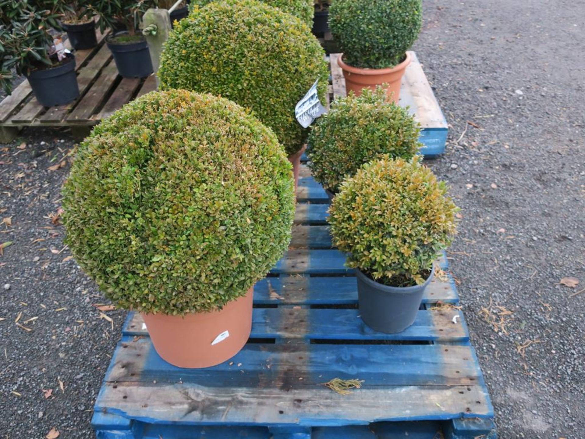 * Four Buxus Sempiverens in pots (largest H 74cm including pot) - Image 2 of 2