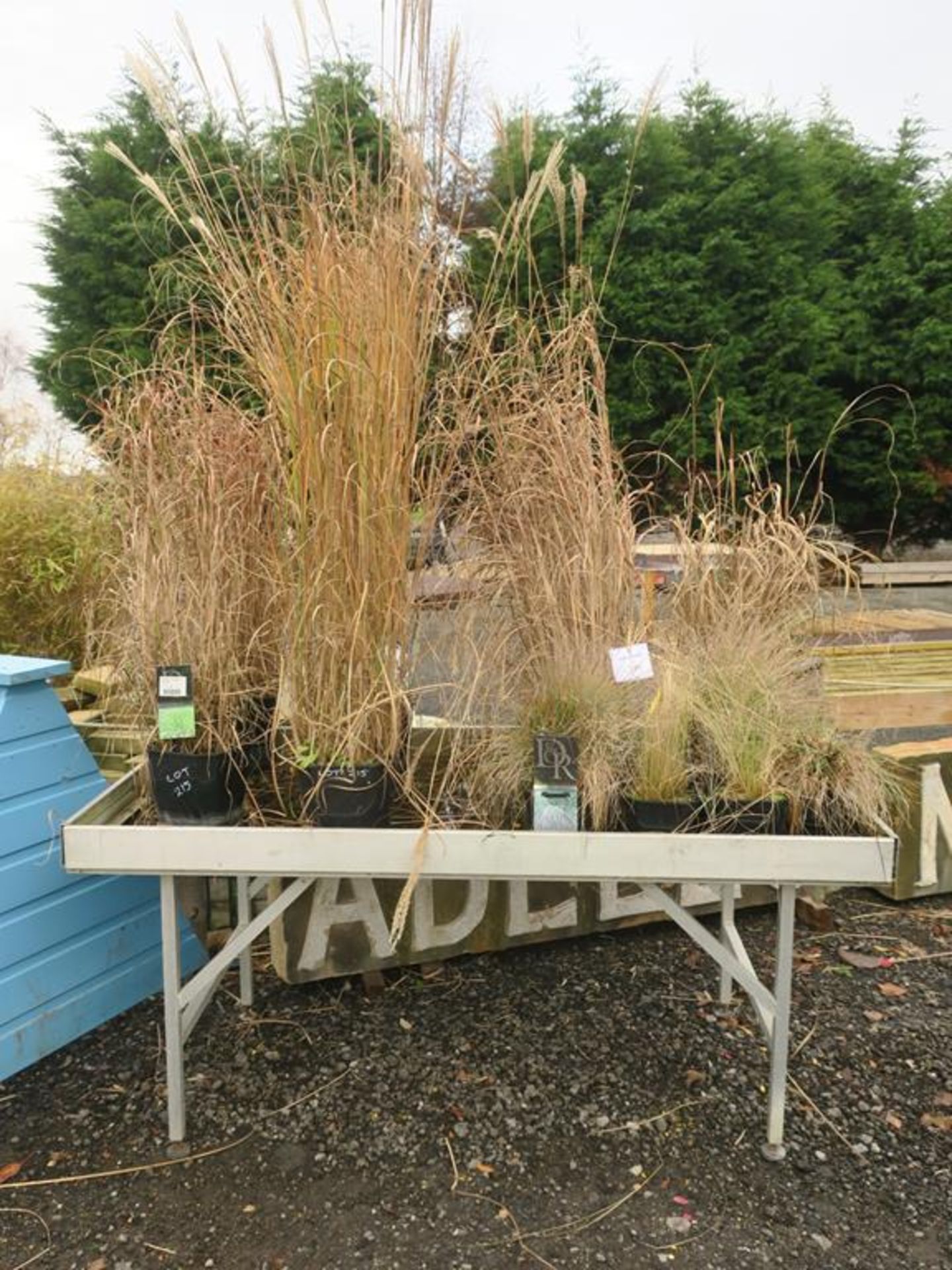 * Thirteen Ornamental Grasses in pots