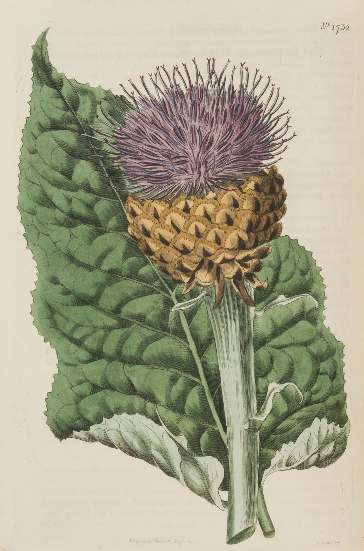 Botany.- Curtis (William) The Botanical Magazine, 6 vol. only, c. 630 hand-coloured engraved …