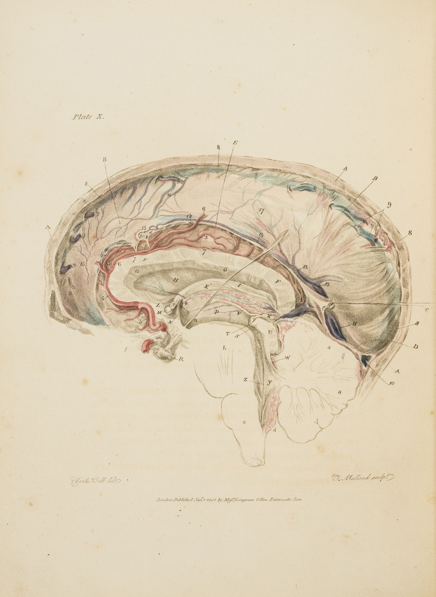 Medicine.- Bell (Sir Charles) The Anatomy of the Brain, first edition, 12 engraved plates, 1802.