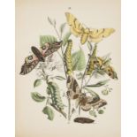 Kirby (W.F.) European Butterflies and Moths, bound in 2 vol., hand-coloured plates, 1898 & others, …