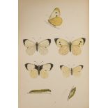 Morris (Rev. F.O.) A History of British Butterflies, third edition, 1870.