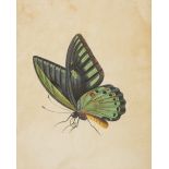 India.- Company School (19th century) A Shahin Falcon; Priamus butterfly, a pair of watercolours.