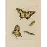 Butterflies.- Lewin (William) The Insects of Great Britain..., first issue, 46 hand-coloured …