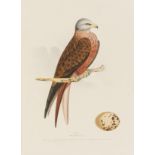 Birds.- Meyer (Henry Leonard) Coloured Illustrations of British Birds, and their Eggs , 7 vol. in …