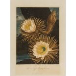 Botany.- Thornton (Robert John) [The Temple of Flora, or Garden of the Botanist], 12 plates only …