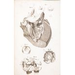 Medicina. Lotto di 9 opere. Puccinotti Francesco. Opere complete edite ed inedite... Volume primo …