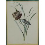 Fritillaria Meleagris 'Botanical Watercolour', apparently unsigned, in a gilt wood glazed frame,