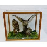 A taxidermy group of two owls, each modelled perched upon dried driftwood contained within a