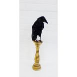 A Taxidermy Rook bird, mounted on a column pedestal
