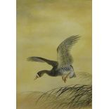 20th Century Japanese School 'Flying Duck' Watercolour, signed indistinctly, in a glazed frame, 30 x