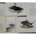 After J & E Gould Collection of four coloured engraved bird prints to include 'Red Throated