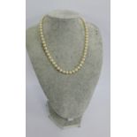 A strand of pearls with a gold clasp, stamped 14k