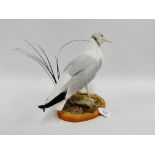 Taxidermy Tern on wooden plinth base, 27cm high