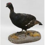 Black Grouse taxidermy on naturalistic base, 35cm high