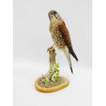 Taxidermy Kestrel on a wooden base, perched upon a tree stump and raised on oval base, 40cm high