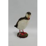 Taxidermy puffin, 23cm high