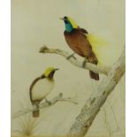 Neville Cayley 'Birds perched upon Branch' Watercolour, signed and dated 1893, in a glazed frame, 50