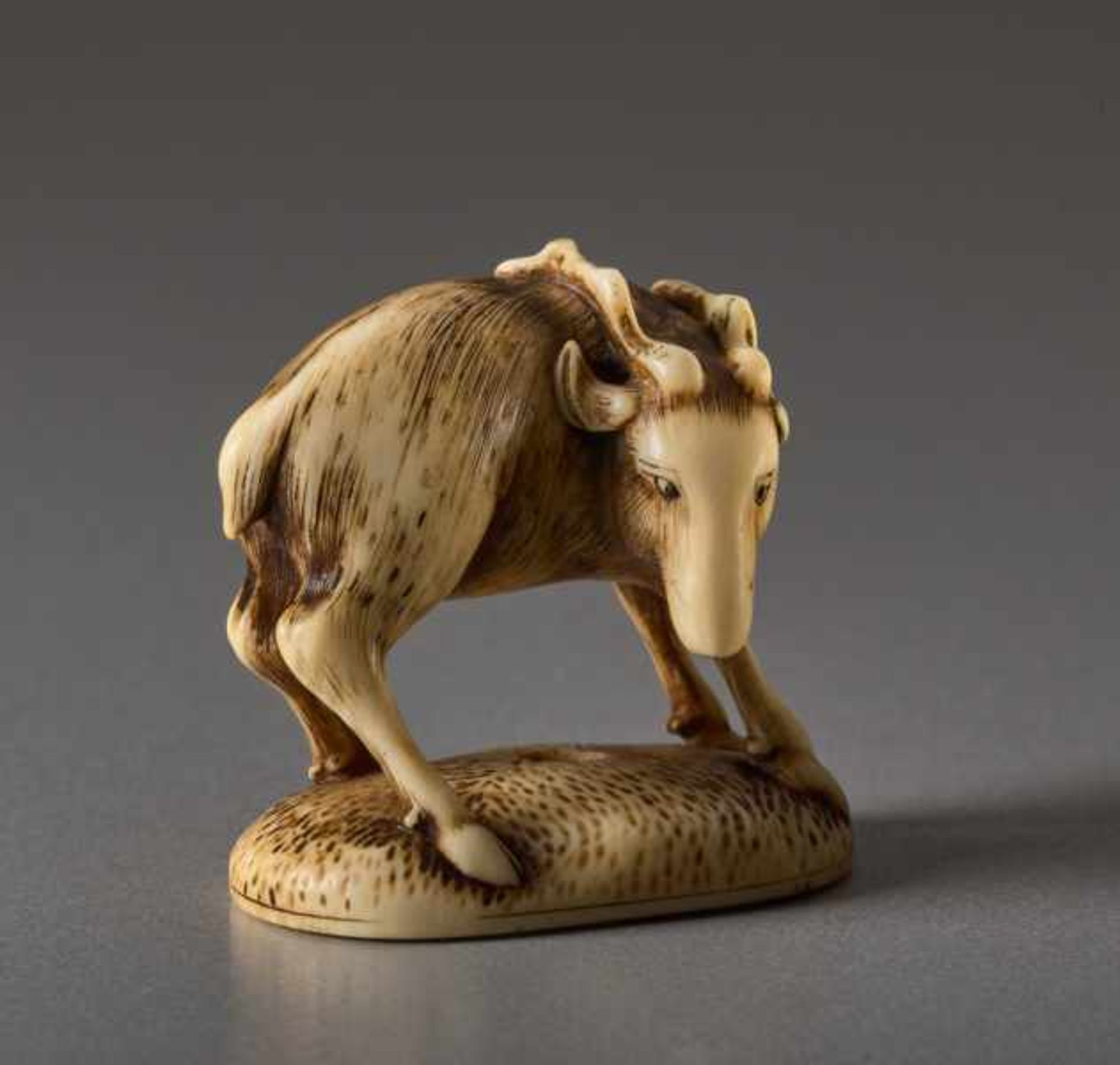 AN IVORY NETSUKE OF A DEER Ivory netsuke. Japan, 19th centuryThe deer, or shika in Japanese, is - Image 2 of 6