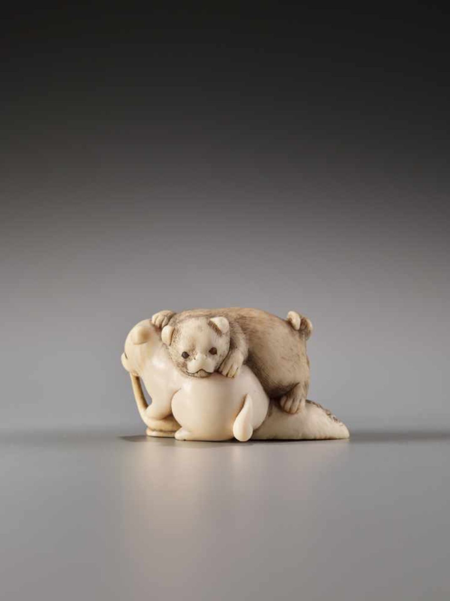 AN IVORY NETSUKE OF TWO PUPPIES FIGHTING OVER AN AWABI SHELLIvory netsukeJapan19th century to - Image 2 of 7