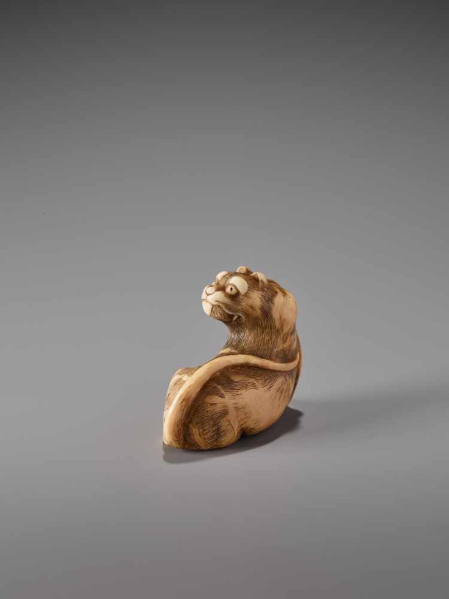 A HUMOROUS IVORY NETSUKE OF A SEATED TIGER WITH ITS TONGUE STRETCHED OUTIvory netsukeJapanearly 19th - Image 4 of 9