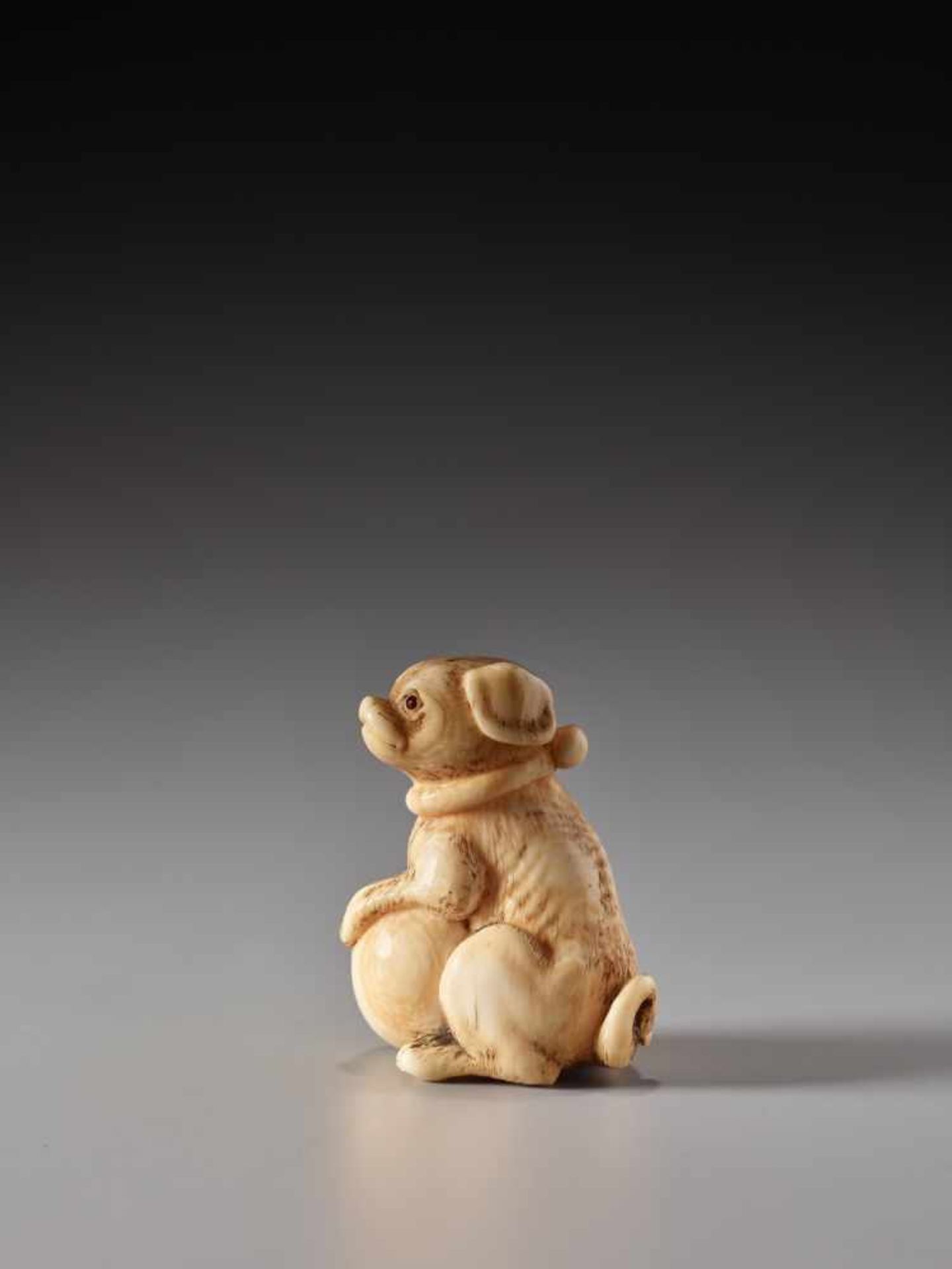 AN IVORY NETSUKE OF A SPOTTED DOG WITH A BALLIvory netsukeJapan19th century, Edo period (1615-1868)A - Image 5 of 7