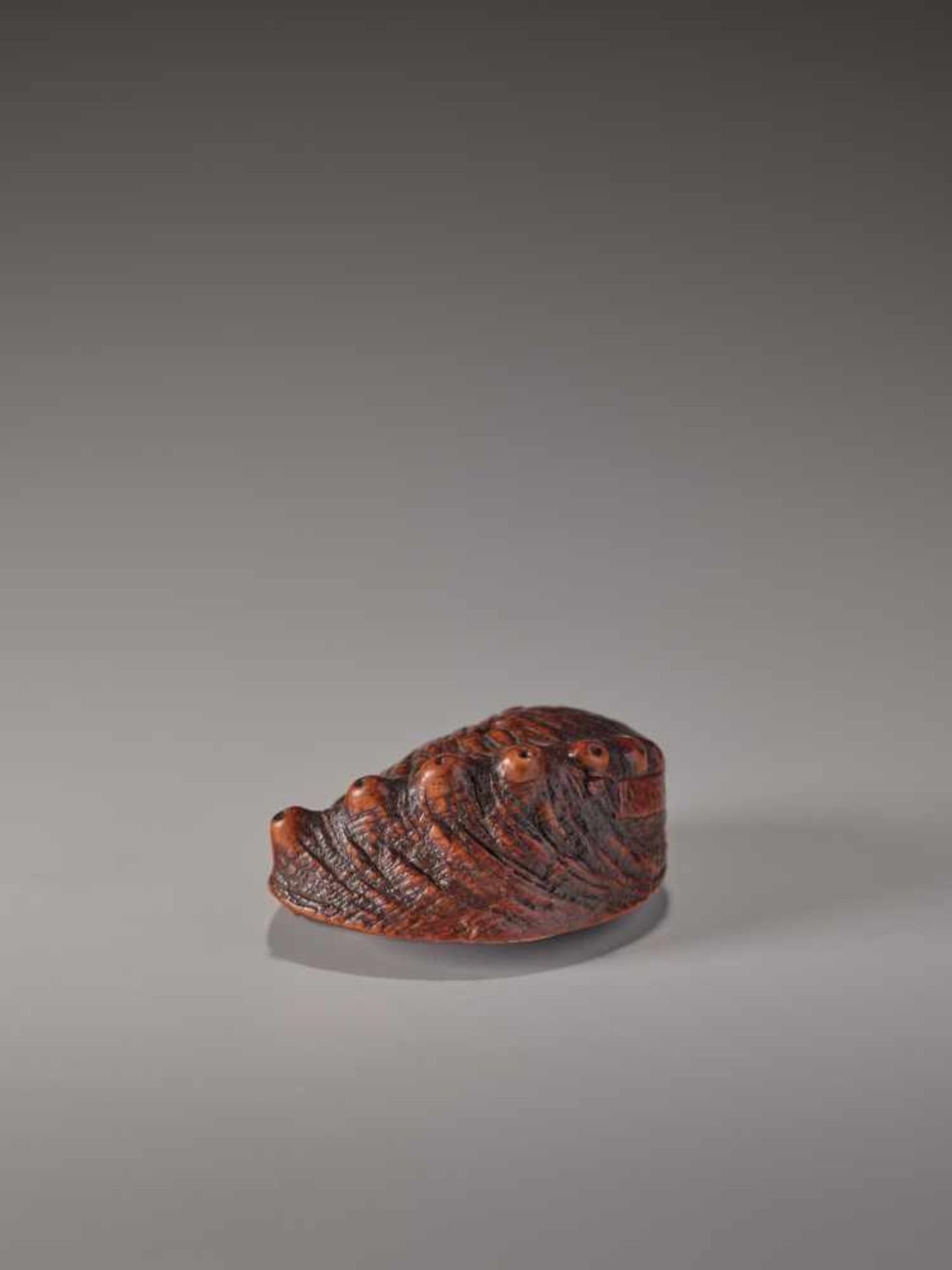 A CHERRY WOOD NETSUKE OF AN AWABI SHELL BY TADATOSHICherry wood netsukeJapan, Nagoyaearly 19th