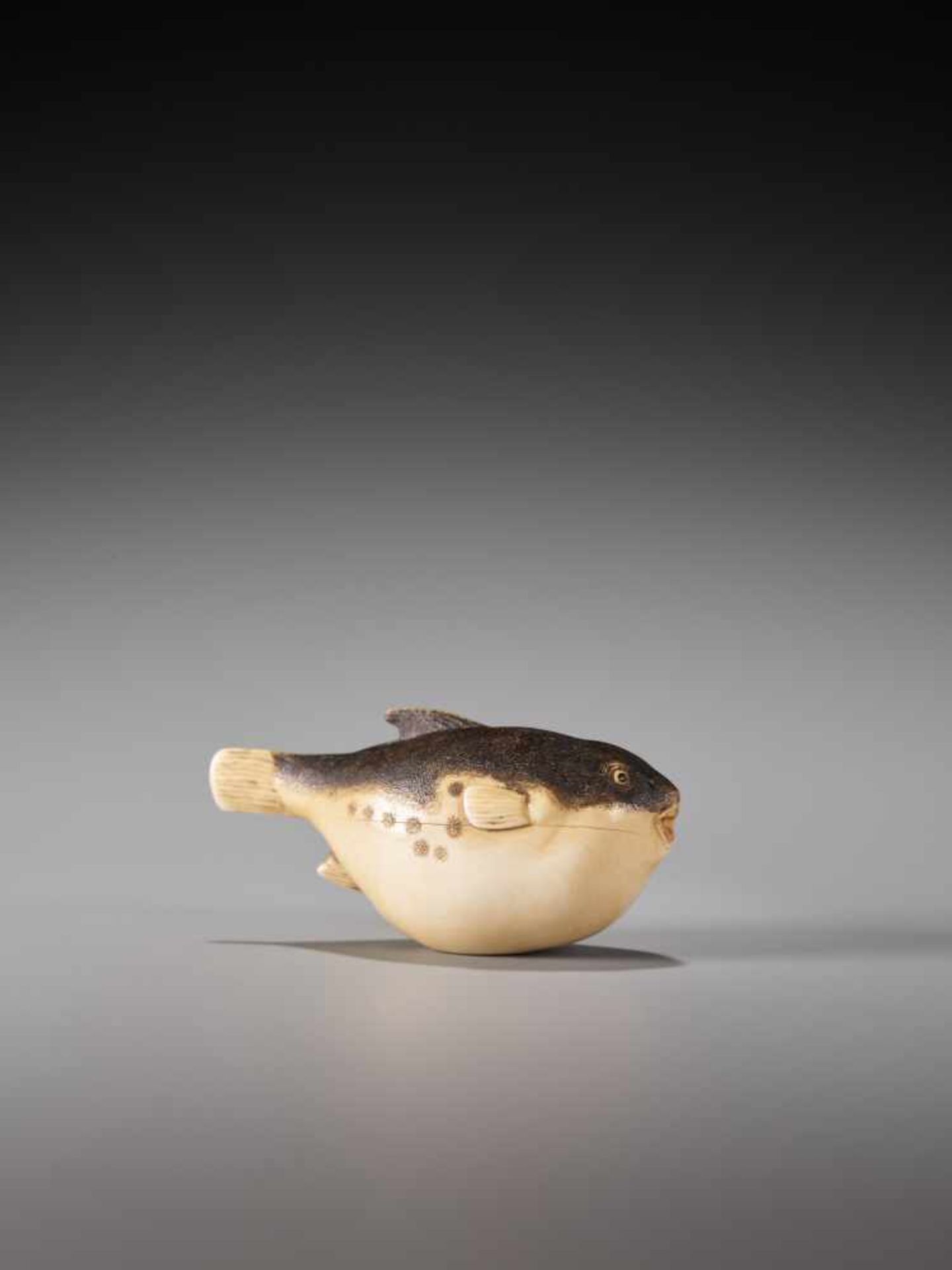 AN AMUSING IVORY NETSUKE OF A FUGU FISHIvory netsukeJapanlate 19th/20th centuryThe fugu fish, also - Image 4 of 8