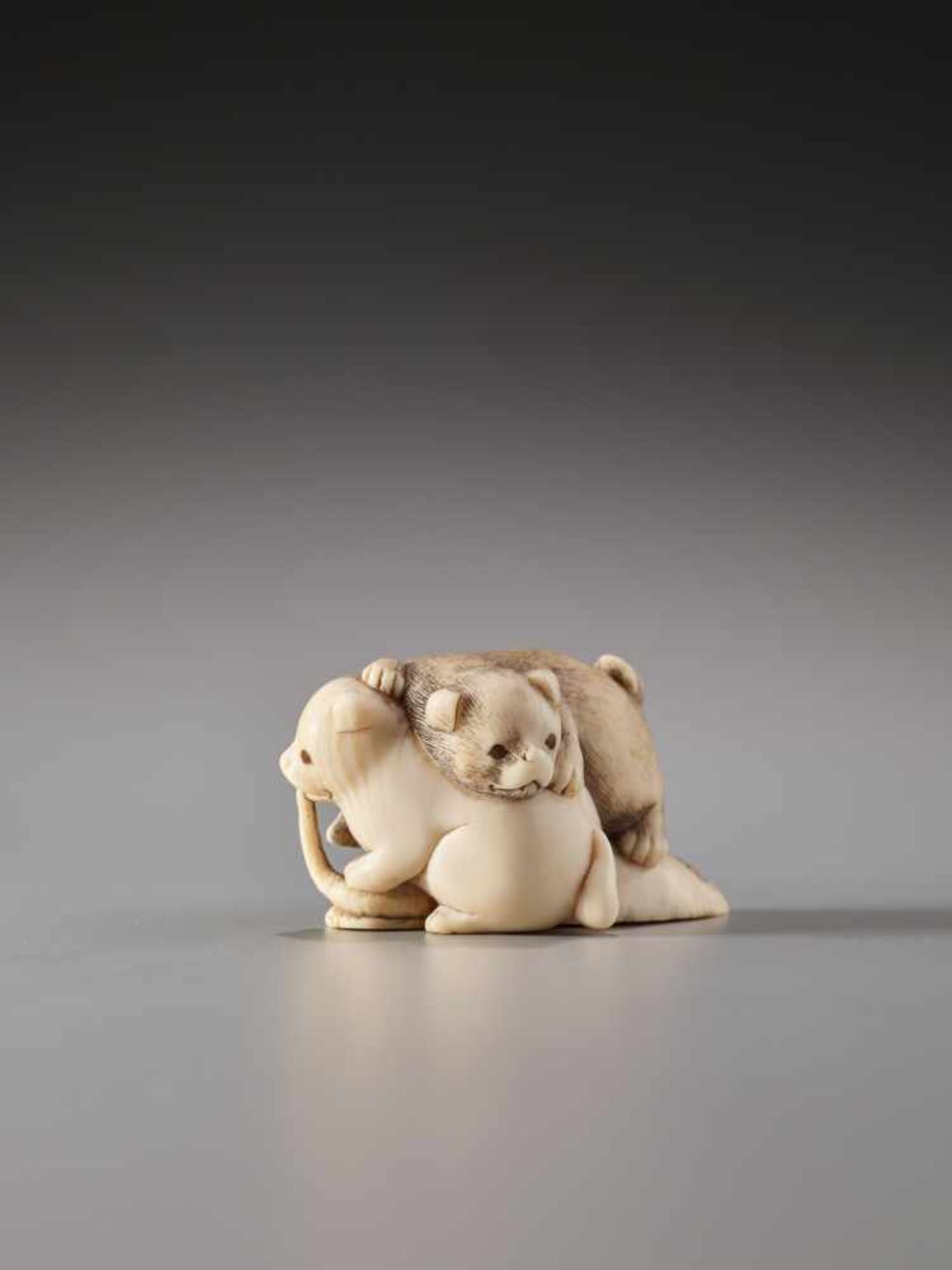 AN IVORY NETSUKE OF TWO PUPPIES FIGHTING OVER AN AWABI SHELLIvory netsukeJapan19th century to