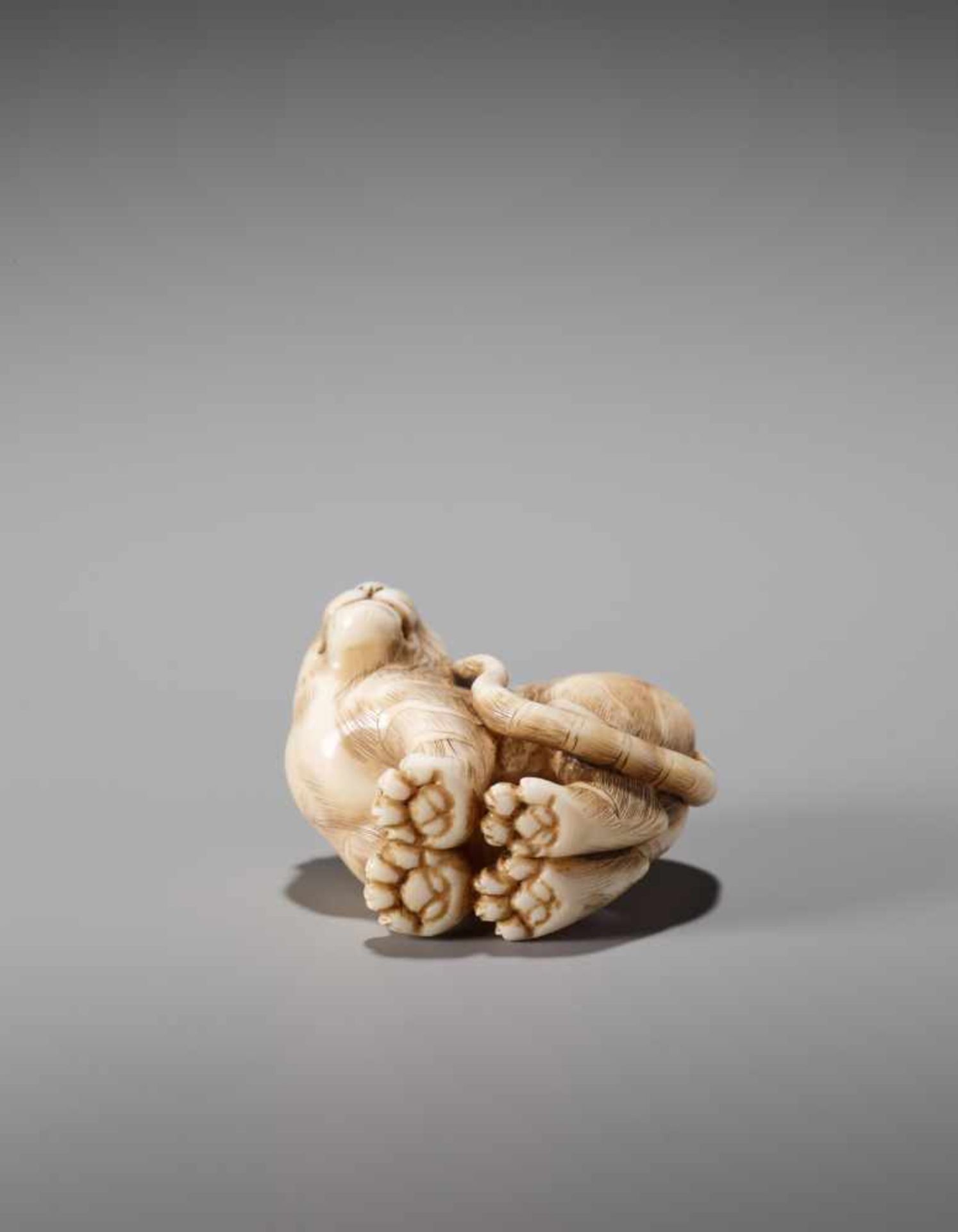 AN EXCELLENT IVORY NETSUKE OF A TIGER SIGNED OKATORIIvory netsukeJapan, Kyoto19th century, Edo - Bild 7 aus 11