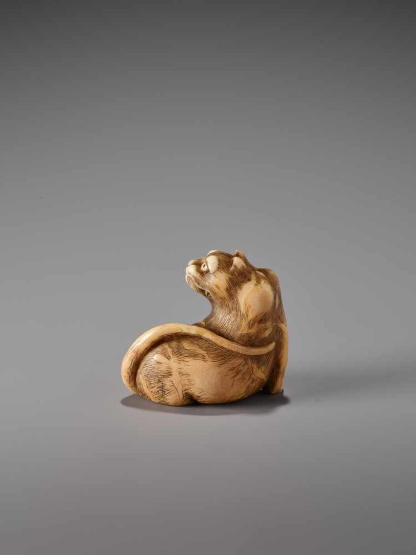 A HUMOROUS IVORY NETSUKE OF A SEATED TIGER WITH ITS TONGUE STRETCHED OUTIvory netsukeJapanearly 19th - Image 2 of 9