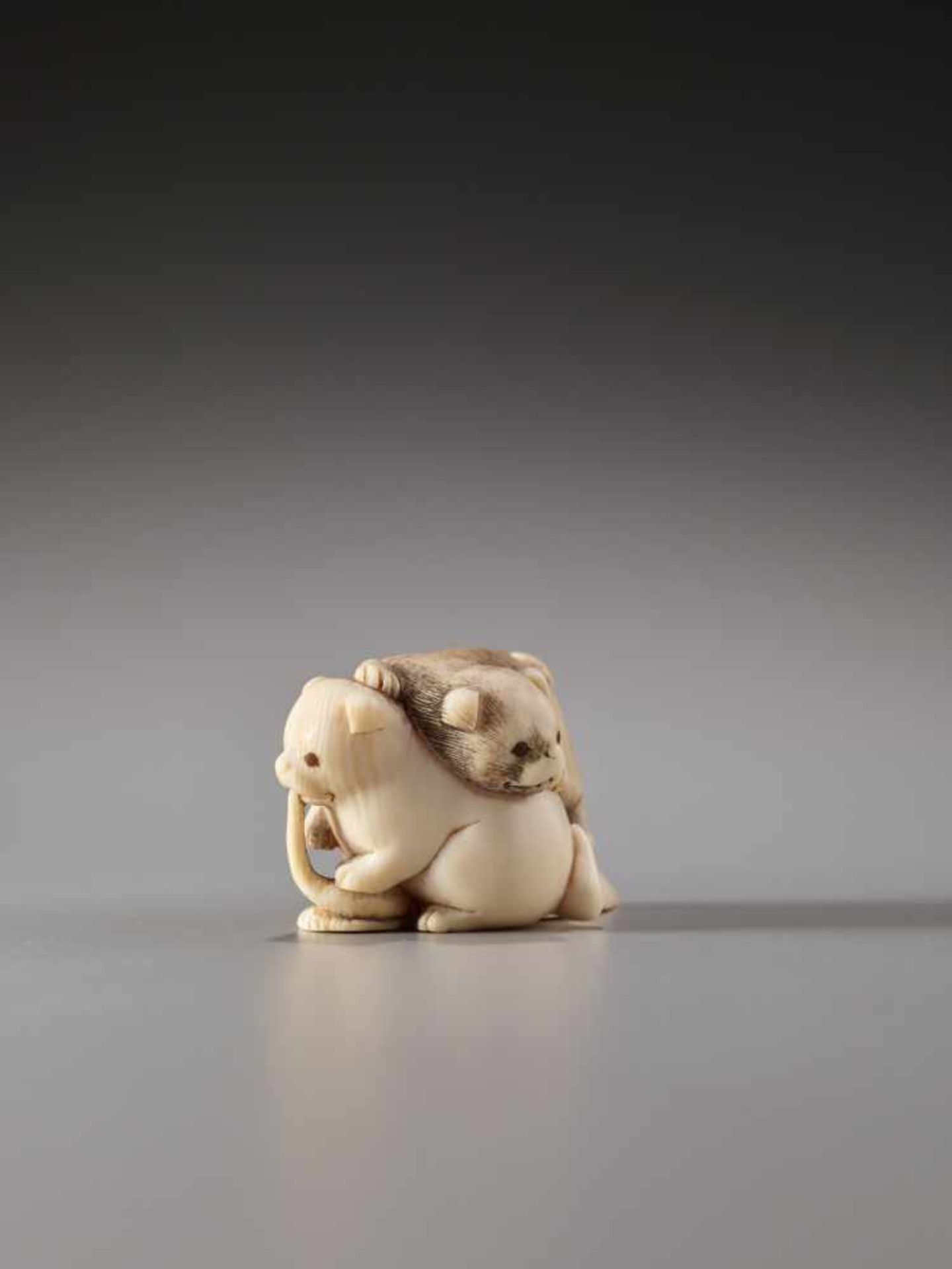 AN IVORY NETSUKE OF TWO PUPPIES FIGHTING OVER AN AWABI SHELLIvory netsukeJapan19th century to - Image 5 of 7