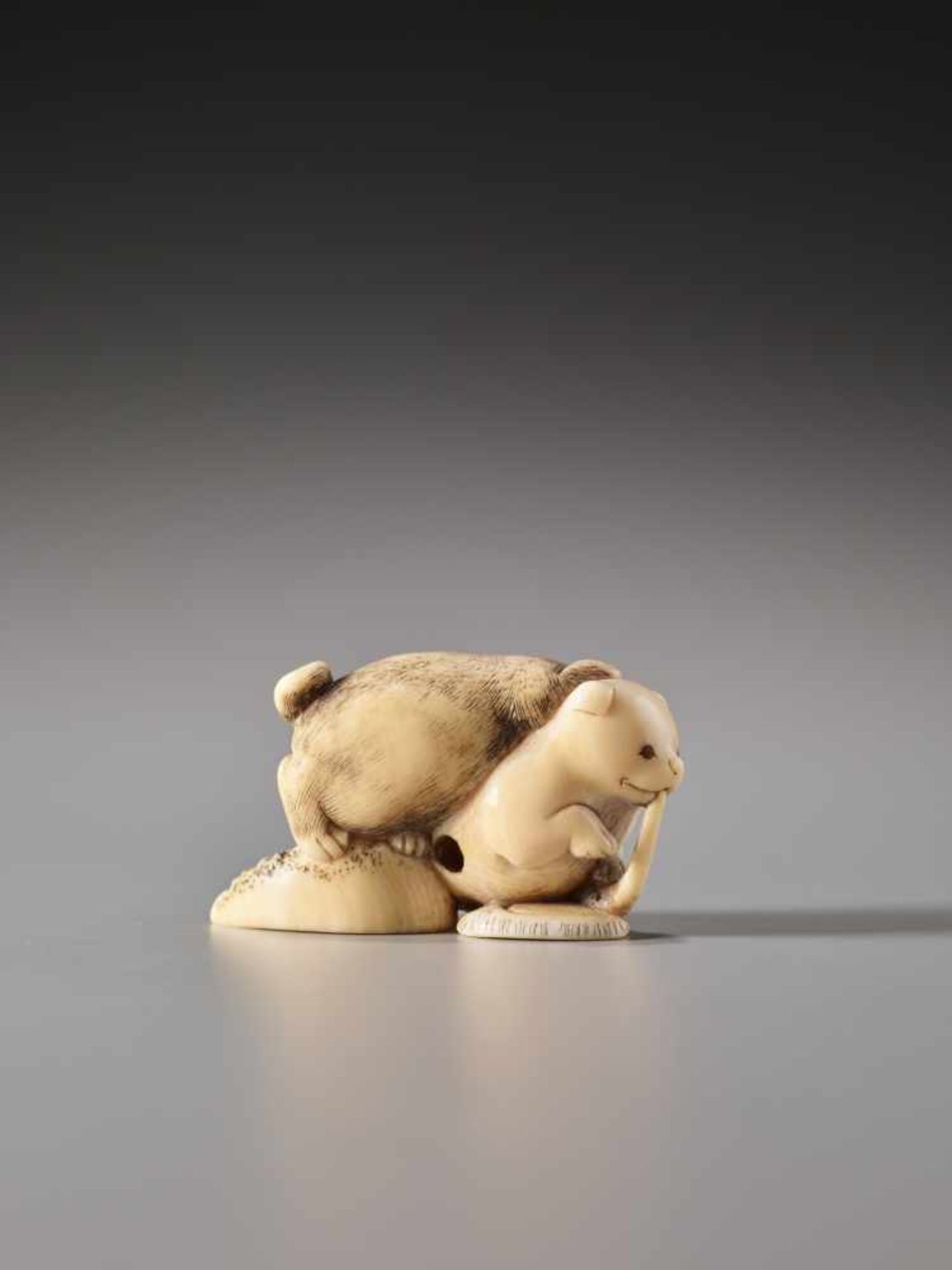 AN IVORY NETSUKE OF TWO PUPPIES FIGHTING OVER AN AWABI SHELLIvory netsukeJapan19th century to - Image 3 of 7