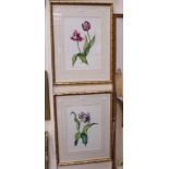 Stephen Nowacki, two watercolours depicting tulips, each signed to lower middle, still life,