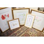 Five Botanical specimen watercolours (5)