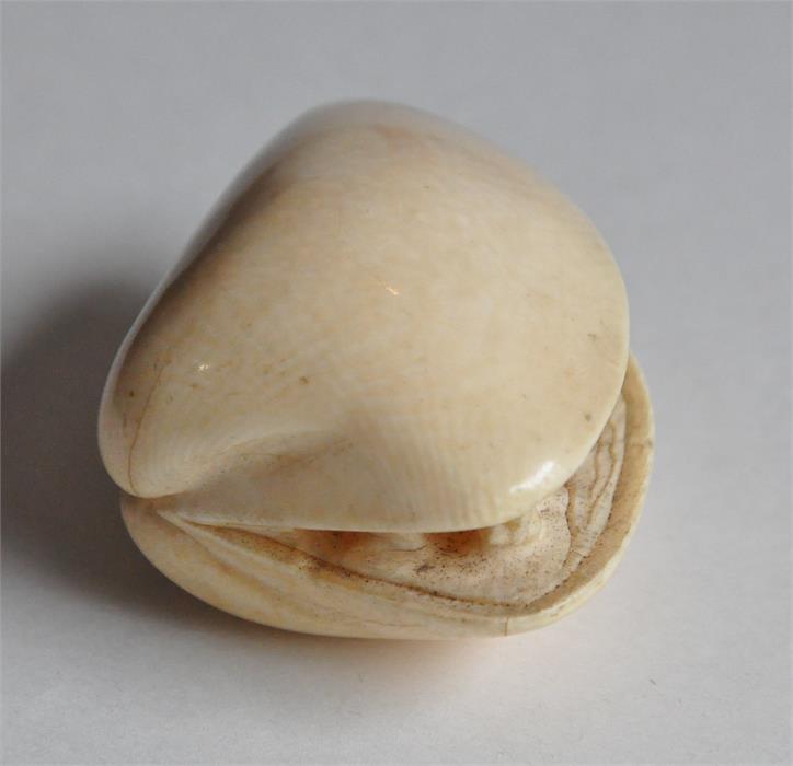 A Japanese Meiji period carved ivory okimono of a mussel, late 19th century, the interior of the - Image 3 of 7