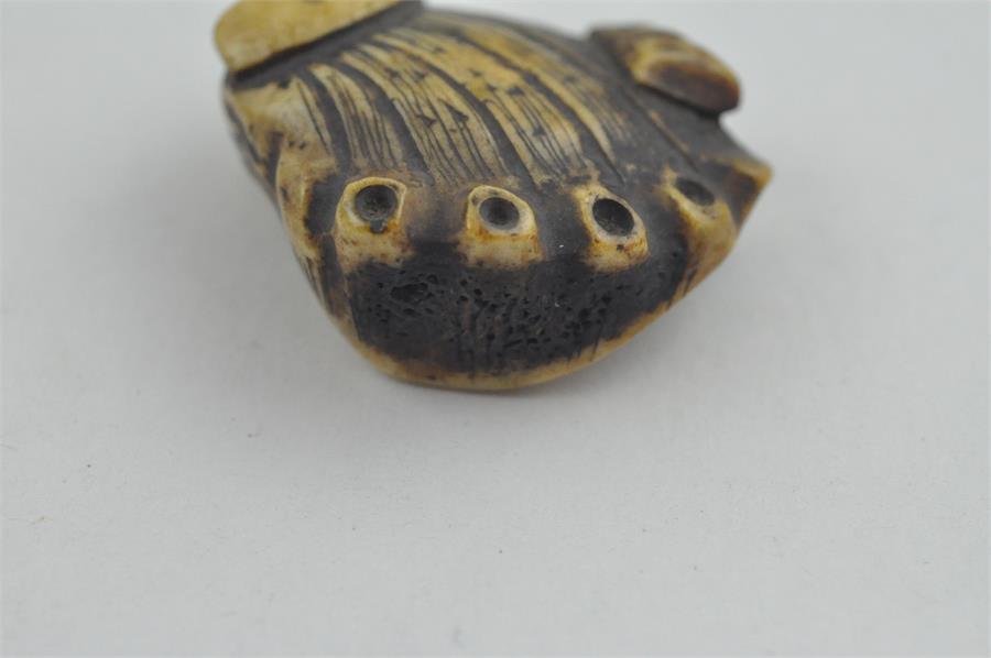 A Japanese Meiji period carved bone netsuke of a clam, length 5 cm. - Image 3 of 3