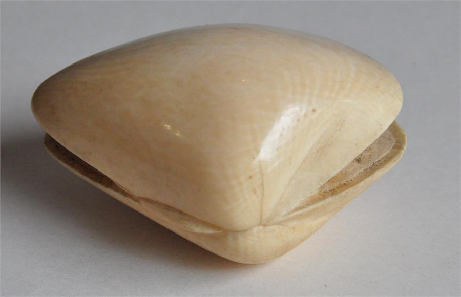 A Japanese Meiji period carved ivory okimono of a mussel, late 19th century, the interior of the - Image 4 of 7