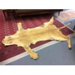 Roland Ward taxidermy, a late 19th Century Lioness skin rug, skull removed, head and ears in place,