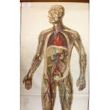 A collection of twelve 1940s anatomical/medical/scientific classroom posters,