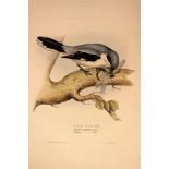 Natural History / Ornithology Interest.