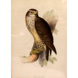 Natural History / Ornithology Interest.