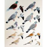 Natural History / Ornithology Interest. Christopher Orgill (Contemporary).