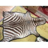 Zebra skin, 20th Century, felt backed as a floor mat, approx length , excluding tail,