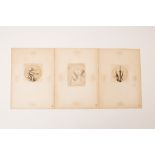 Set of three ink drawings, Japan, Edo periodFeaturing horses, rectangles and water irises (2), tondo