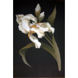 Large Pietra Dura Antique Plaque Depicting A White Orchid On Black Ground, Gilt Mount, Walnut Frame,