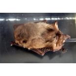 Taxidermy Interest, Bat In Perspex Box