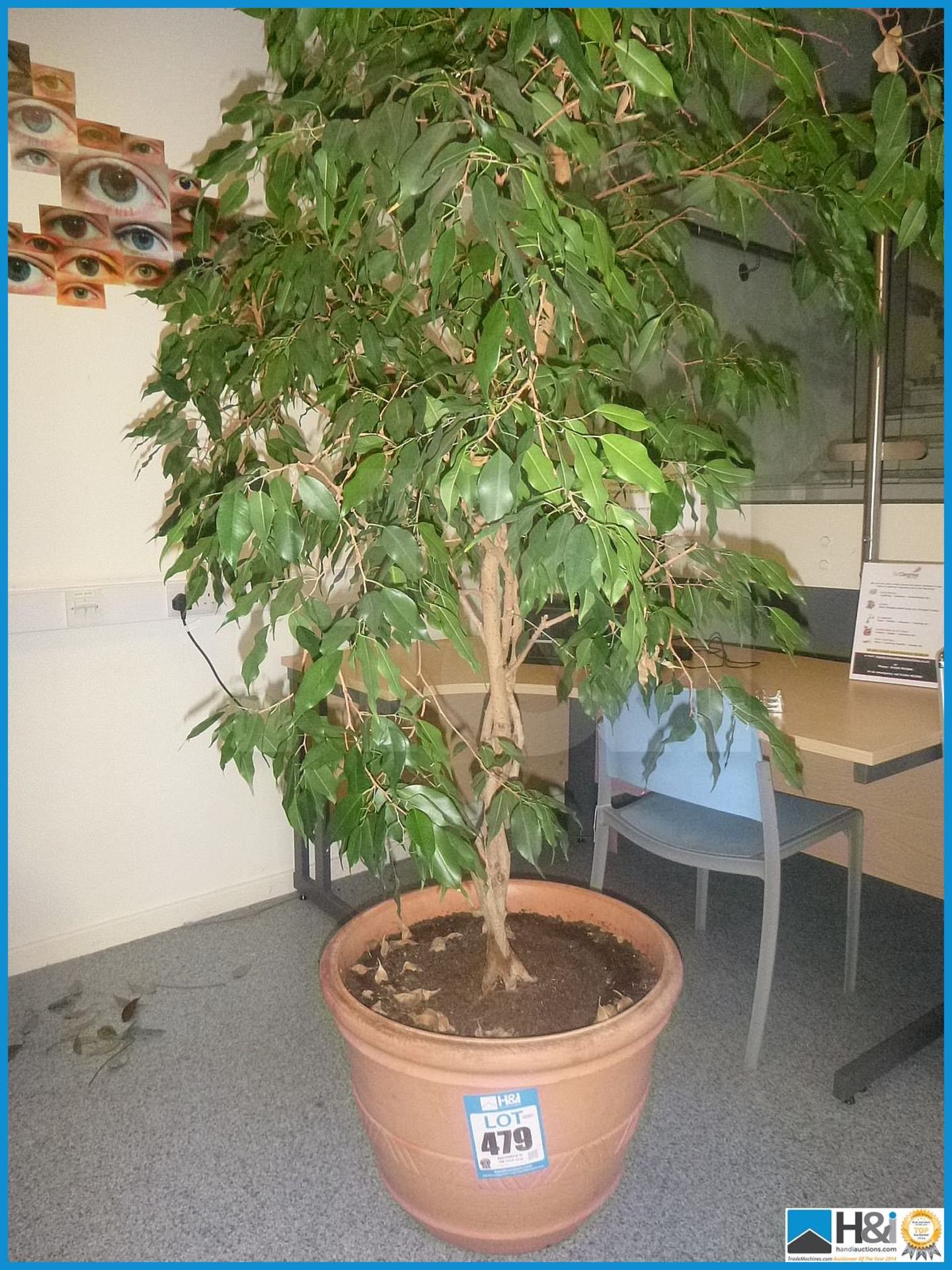 LARGE TREE IN POT