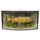 A stuffed trout in a curved black case with gold decoration - Shutoke September 14th 1904 weight 2